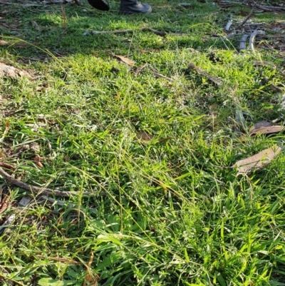 Microlaena stipoides (Weeping Grass) at Red Hill to Yarralumla Creek - 30 May 2020 by TomT