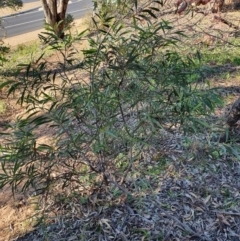 Acacia implexa (Hickory Wattle, Lightwood) at Hughes Grassy Woodland - 30 May 2020 by TomT