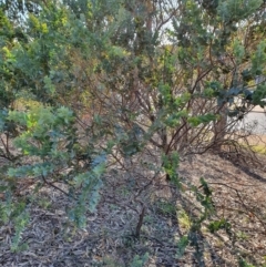 Acacia cultriformis (Knife Leaf Wattle) at Hughes Grassy Woodland - 30 May 2020 by TomT