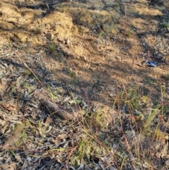 Bothriochloa macra (Red Grass, Red-leg Grass) at Red Hill to Yarralumla Creek - 1 Jun 2020 by TomT