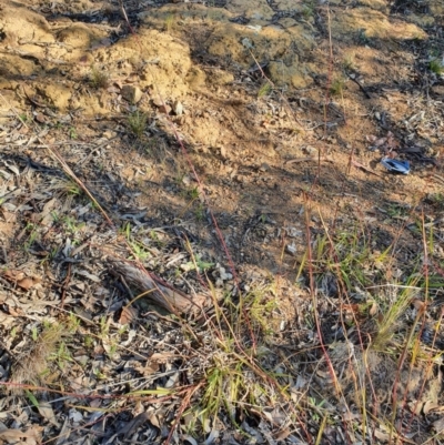 Bothriochloa macra (Red Grass, Red-leg Grass) at Hughes, ACT - 1 Jun 2020 by TomT