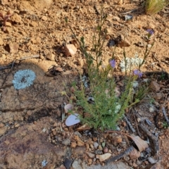 Vittadinia sp. (Fuzzweed) at Hughes, ACT - 1 Jun 2020 by TomT