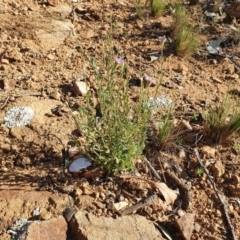 Vittadinia sp. at Hughes, ACT - 2 Jun 2020