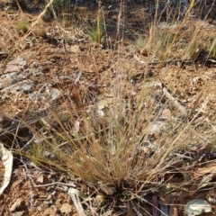 Aristida ramosa (Purple Wire Grass) at Hughes Grassy Woodland - 30 May 2020 by TomT