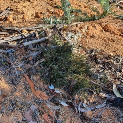 Bossiaea buxifolia (Matted Bossiaea) at Hughes Grassy Woodland - 30 May 2020 by TomT