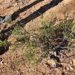 Micromyrtus ciliata (Fringed Heath-myrtle) at Hughes Grassy Woodland - 30 May 2020 by TomT