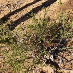 Micromyrtus ciliata at Hughes, ACT - 30 May 2020