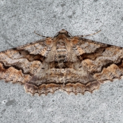 Gastrinodes bitaeniaria (Buff Bark Moth) at Lilli Pilli, NSW - 1 Jun 2020 by jbromilow50