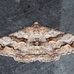 Gastrinodes bitaeniaria at Lilli Pilli, NSW - 2 Jun 2020 09:18 AM