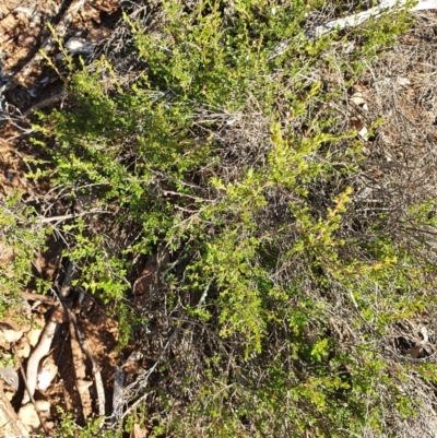 Micromyrtus ciliata (Fringed Heath-myrtle) at Hughes Grassy Woodland - 30 May 2020 by TomT