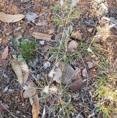 Enneapogon nigricans (Nine-awn Grass, Bottlewashers) at Red Hill to Yarralumla Creek - 30 May 2020 by TomT