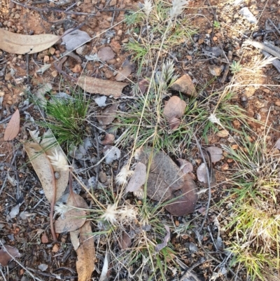 Enneapogon nigricans (Nine-awn Grass, Bottlewashers) at Hughes Grassy Woodland - 30 May 2020 by TomT