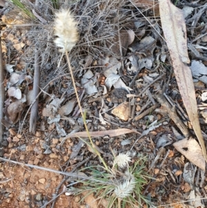 Enneapogon nigricans at Hughes, ACT - 30 May 2020