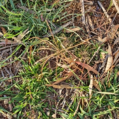 Chloris truncata (Windmill Grass) at Hughes Grassy Woodland - 30 May 2020 by TomT