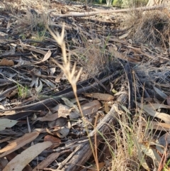Rytidosperma sp. (Wallaby Grass) at Red Hill to Yarralumla Creek - 30 May 2020 by TomT