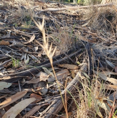 Rytidosperma sp. (Wallaby Grass) at Red Hill to Yarralumla Creek - 30 May 2020 by TomT