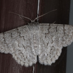 Crypsiphona ocultaria (Red-lined Looper Moth) at Lilli Pilli, NSW - 2 Jun 2020 by jb2602