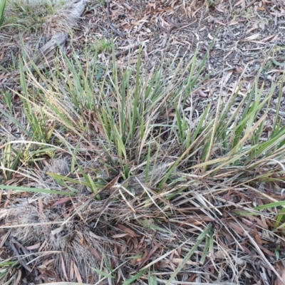 Dianella revoluta var. revoluta (Black-Anther Flax Lily) at Hughes, ACT - 30 May 2020 by TomT