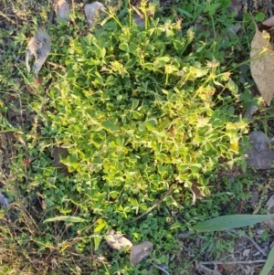 Oxalis sp. at Hughes, ACT - 30 May 2020