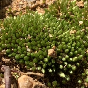 Bryaceae (family) at Molonglo Valley, ACT - 2 Jun 2020