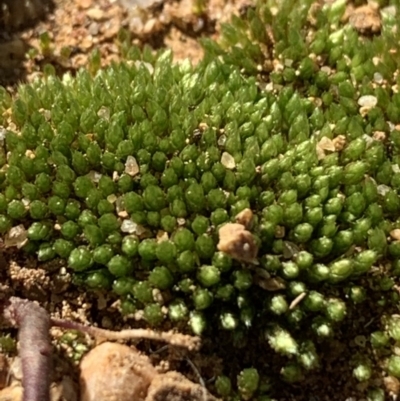 Bryaceae (family) (A moss) at Molonglo Valley, ACT - 2 Jun 2020 by JanetRussell