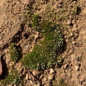 Bryaceae (family) at Molonglo Valley, ACT - 2 Jun 2020