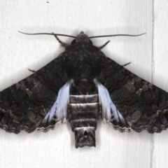 Pataeta carbo (Dark Euteliid) at Lilli Pilli, NSW - 2 Jun 2020 by jb2602