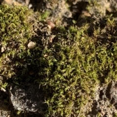 Unverified Moss, Liverwort or Hornwort at Sth Tablelands Ecosystem Park - 2 Jun 2020 by JanetRussell