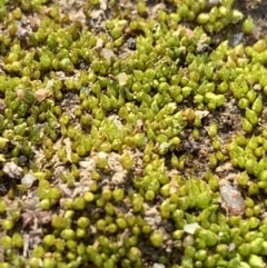 Unverified Moss, Liverwort or Hornwort at Sth Tablelands Ecosystem Park - 2 Jun 2020 by JanetRussell