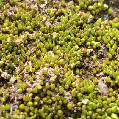 Unverified Moss, Liverwort or Hornwort at Sth Tablelands Ecosystem Park - 2 Jun 2020 by JanetRussell