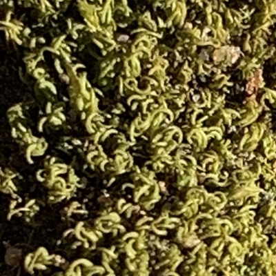 Unverified Moss, Liverwort or Hornwort at Sth Tablelands Ecosystem Park - 2 Jun 2020 by JanetRussell