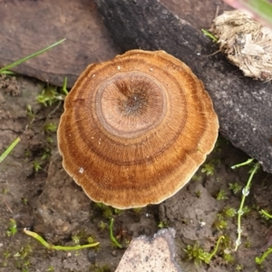 Coltricia sp. at Cook, ACT - 1 Jun 2020