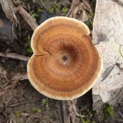 Coltricia sp. at Cook, ACT - 1 Jun 2020