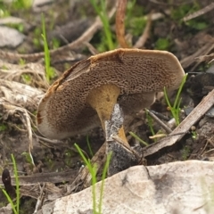 Coltricia sp. at Cook, ACT - 1 Jun 2020