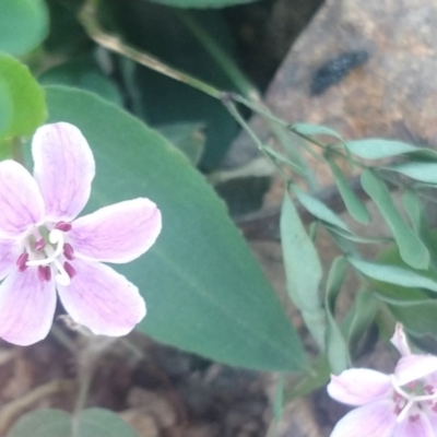 Schelhammera undulata (Lilac Lily) at Surf Beach, NSW - 1 Jun 2020 by LyndalT