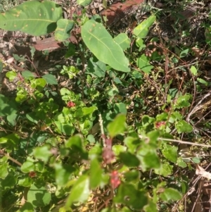 Einadia hastata at Surf Beach, NSW - 1 Jun 2020