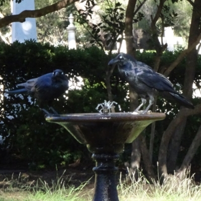 Corvus coronoides (Australian Raven) at Reid, ACT - 2 Jun 2020 by JanetRussell