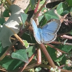 Zizina otis (Common Grass-Blue) at Surf Beach, NSW - 1 Jun 2020 by LyndalT