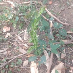 Acacia paradoxa (Kangaroo Thorn) at Surf Beach, NSW - 1 Jun 2020 by LyndalT