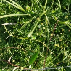 Cotula australis (Common Cotula, Carrot Weed) at Surf Beach, NSW - 2 Jun 2020 by LyndalT