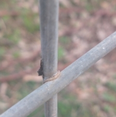 Tetragnatha sp. (genus) at Mogo State Forest - 1 Jun 2020 by LyndalT