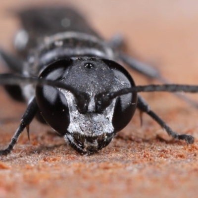 Pison sp. (genus) (Black mud-dauber wasp) at Evatt, ACT - 2 Jun 2020 by TimL