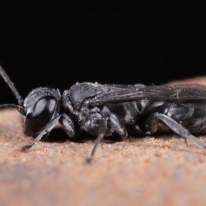 Pison sp. (genus) at Evatt, ACT - 2 Jun 2020