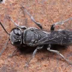 Pison sp. (genus) at Evatt, ACT - 2 Jun 2020