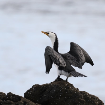 Microcarbo melanoleucos (Little Pied Cormorant) at Guerilla Bay, NSW - 2 Jun 2020 by jb2602