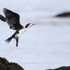 Microcarbo melanoleucos at Guerilla Bay, NSW - 2 Jun 2020 11:13 PM
