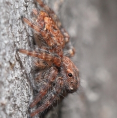 Servaea sp. (genus) at Hackett, ACT - 2 Jun 2020 11:26 PM