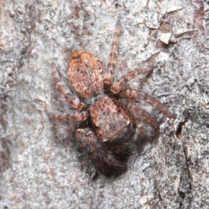 Servaea sp. (genus) at Hackett, ACT - 2 Jun 2020 11:26 PM