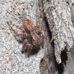 Servaea sp. (genus) at Hackett, ACT - 2 Jun 2020 11:26 PM