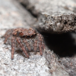 Servaea sp. (genus) at Hackett, ACT - 2 Jun 2020 11:26 PM